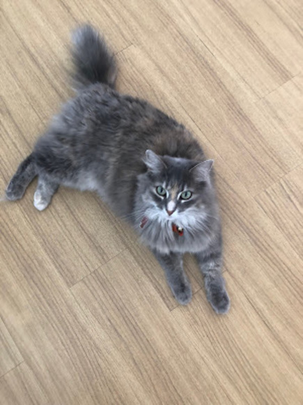 Meet your Posher, Adele - Picture 1 of 1